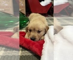Small Photo #8 Golden Retriever Puppy For Sale in LAKELAND, FL, USA