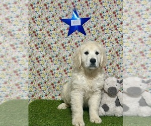 Medium Golden Retriever