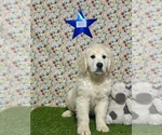 Puppy MOOSE Golden Retriever