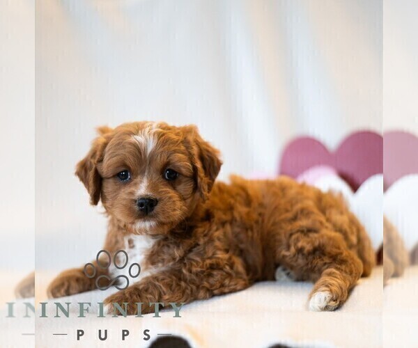 Medium Photo #4 Cavapoo (Miniature) Puppy For Sale in DORNSIFE, PA, USA