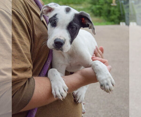 Medium Photo #3 American Bulldog-American Staffordshire Terrier Mix Puppy For Sale in Huntley, IL, USA