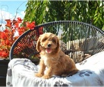 Puppy Lucky Cavapoo