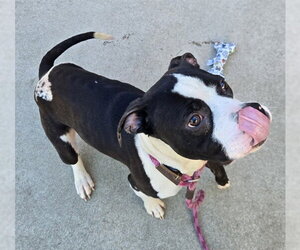 Staffordshire Bull Terrier-Unknown Mix Dogs for adoption in Sacramento, CA, USA