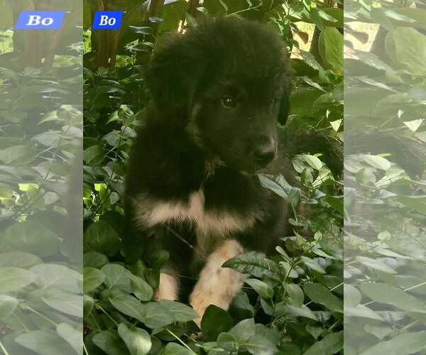 Medium Photo #1 Great Pyrenees-Unknown Mix Puppy For Sale in Alexander, AR, USA