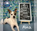 Small #5 Rat Terrier Mix