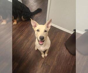 German Shepherd Dog-Huskies Mix Dogs for adoption in San Antonio, TX, USA