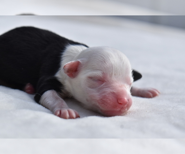 Medium Photo #3 Miniature Australian Shepherd Puppy For Sale in PALM COAST, FL, USA