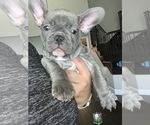 Small Photo #2 French Bulldog Puppy For Sale in ONTARIO, CA, USA
