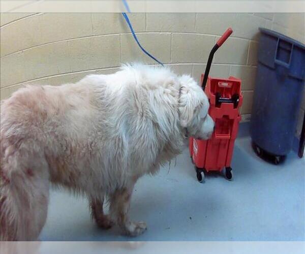 Medium Photo #1 Great Pyrenees Puppy For Sale in Tulsa, OK, USA