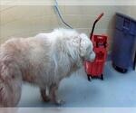 Small Great Pyrenees