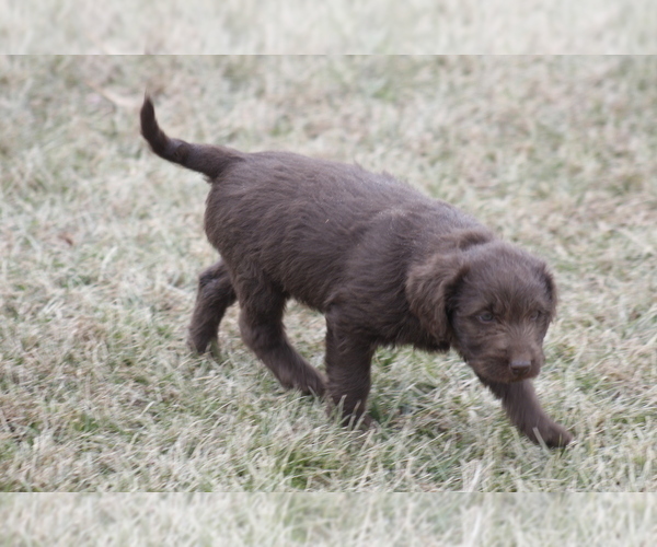 Medium Photo #6 Labradoodle Puppy For Sale in MEMPHIS, MO, USA