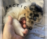 Puppy Arctic Australian Shepherd
