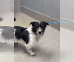 Small Mutt