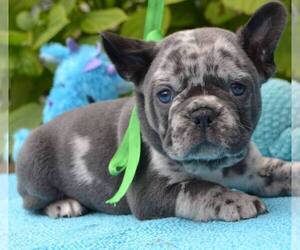 French Bulldog Puppy for Sale in RENTON, Washington USA