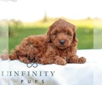 Small #3 Goldendoodle (Miniature)