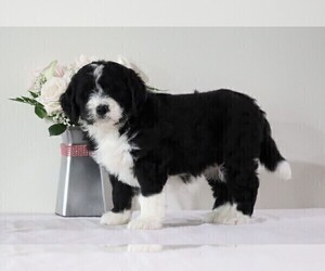 Bernedoodle Puppy for sale in FREDERICKSBG, OH, USA