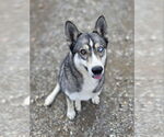 Small Siberian Husky Mix