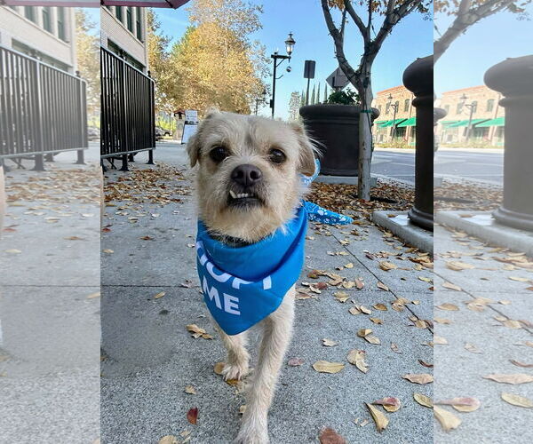 Medium Photo #1 Mutt Puppy For Sale in La Verne, CA, USA