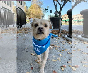 Mutt Dogs for adoption in La Verne, CA, USA