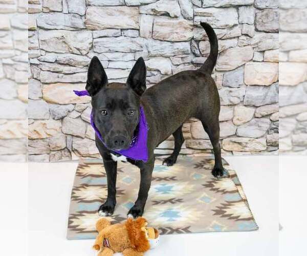 Medium Photo #3 Bulldog-Labrador Retriever Mix Puppy For Sale in Kennesaw, GA, USA