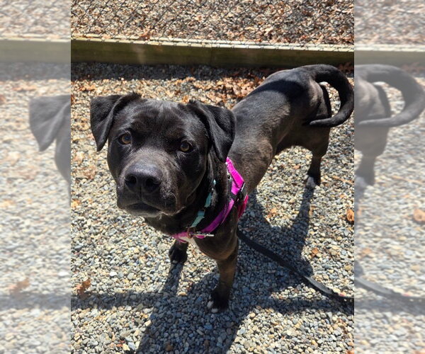 Medium Photo #8 American Staffordshire Terrier-Labrador Retriever Mix Puppy For Sale in Sayreville, NJ, NJ, USA