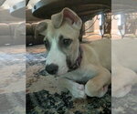 Small #5 Labrador Retriever Mix