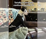 Small #3 American Foxhound Mix