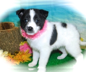 American Eskimo Dog-Rat Terrier Mix Puppy for sale in HAMMOND, IN, USA