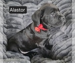 Small #9 Cane Corso