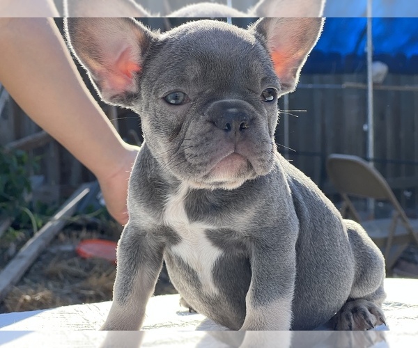 Medium Photo #12 French Bulldog Puppy For Sale in SACRAMENTO, CA, USA