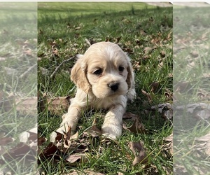Cocker Spaniel Puppy for sale in SONORA, KY, USA