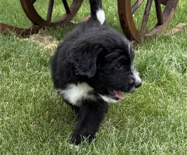 Medium Photo #2 Bernedoodle Puppy For Sale in SPRINGFIELD, OH, USA