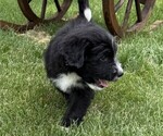 Small #1 Bernedoodle