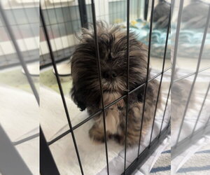 Cowboy - Male Lhasa Apso Dog for Adoption - Photo #3