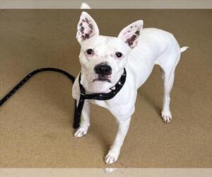 Boxer-Staffordshire Bull Terrier Mix Dogs for adoption in Derwood, MD, USA