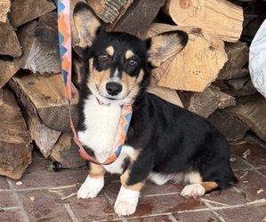 Pembroke Welsh Corgi Puppy for sale in OAKDALE, CA, USA
