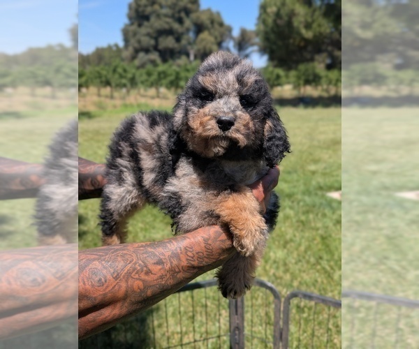 Medium Photo #15 Bernedoodle-Golden Mountain Dog Mix Puppy For Sale in DAVIS, CA, USA