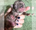 Puppy Thumper Pug