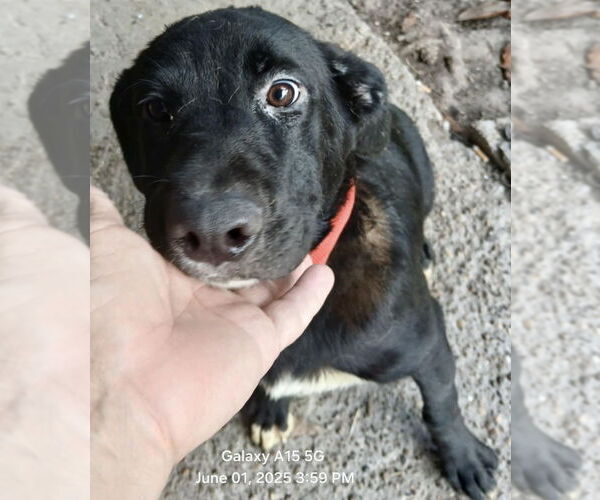 Medium Photo #10 Labrador Retriever-Unknown Mix Puppy For Sale in Oak Bluffs, MA, USA