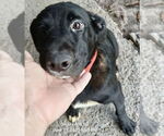 Small #9 Labrador Retriever Mix