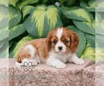 Small #4 Cavalier King Charles Spaniel