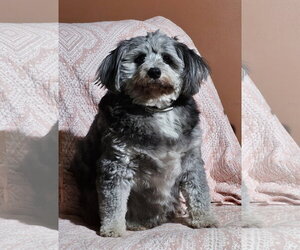 Australian Shepherd-Unknown Mix Dogs for adoption in Croydon, NH, USA