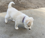 Small Photo #4 Labrador Retriever-Siberian Husky Mix Puppy For Sale in OXNARD, CA, USA
