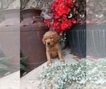 Small Photo #12 Golden Retriever Puppy For Sale in GREENWOOD, WI, USA