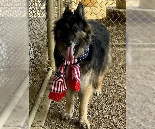 Medium Photo #2 German Shepherd Dog-Unknown Mix Puppy For Sale in Plano, TX, USA