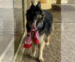 Small #1 German Shepherd Dog Mix