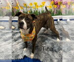Small #2 American Pit Bull Terrier