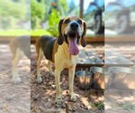 Small Photo #1 Treeing Walker Coonhound Puppy For Sale in Greenville, SC, USA