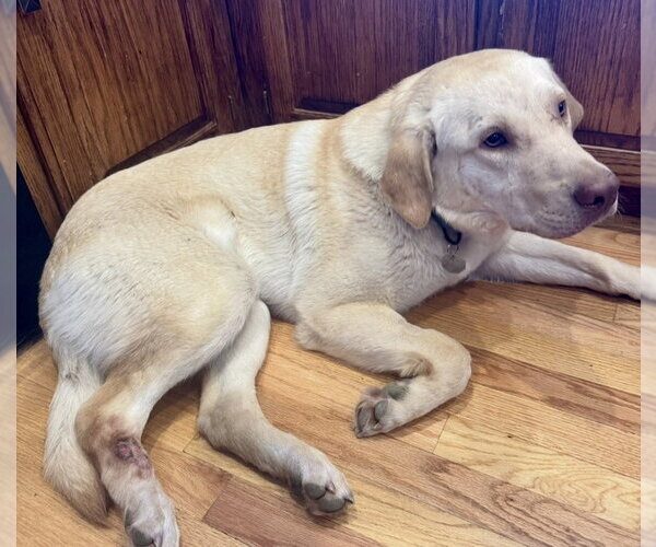Medium Photo #4 Labrador Retriever Puppy For Sale in Omaha, NE, USA