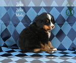 Small Photo #5 Bernese Mountain Dog Puppy For Sale in HARRISONBURG, VA, USA